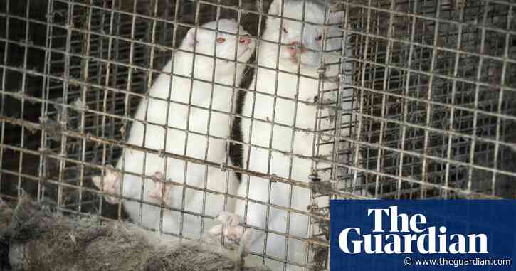 Danish Covid-19 mink variant could spark new pandemic, scientists warn