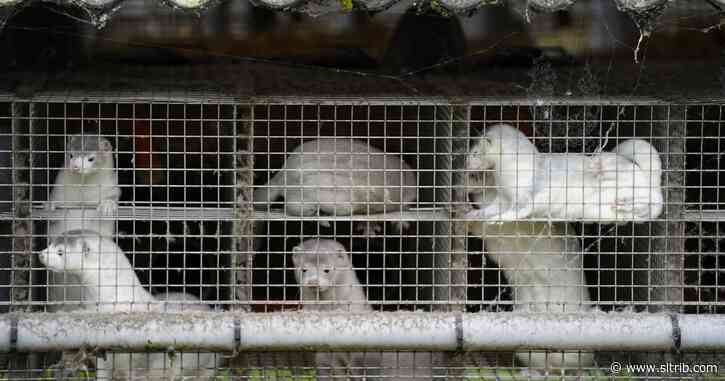 Denmark will kill all farmed mink, citing coronavirus infections