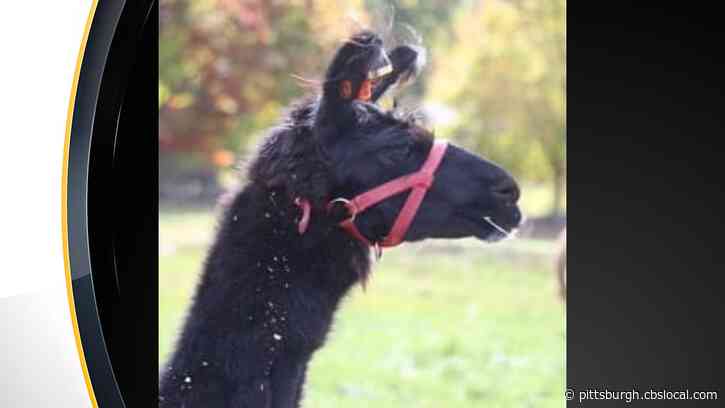UPMC Researchers Discover Llama ‘Nanobodies’ Are Powerful New Coronavirus Treatment