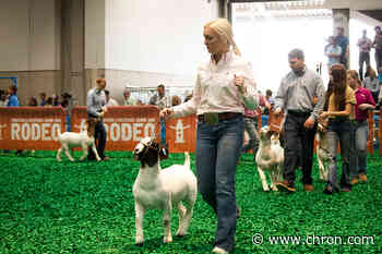 Houston Livestock Show and Rodeo announces plans for 2021 Livestock Show