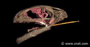 Weird, extinct amphibian had a rapid-fire 'slingshot' tongue     - CNET