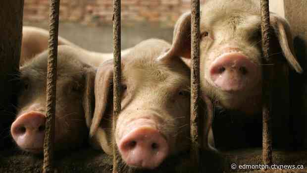 Infectious disease expert says human case of rare swine flu likely a one-off