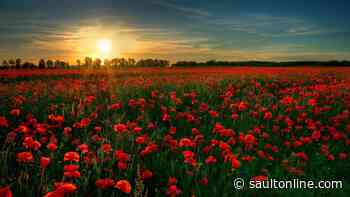 In Flanders Fields – World War 1 facts