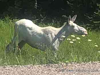 White moose shot near Foleyet
