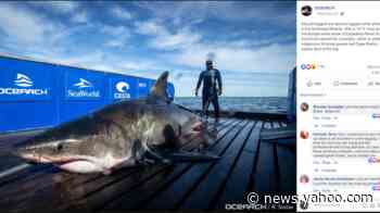 A 15-foot, 2,000-pound great white shark tracked off the Keys. She’s come a long way.