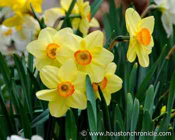 How to grow spring bulbs in Houston - Houston Chronicle