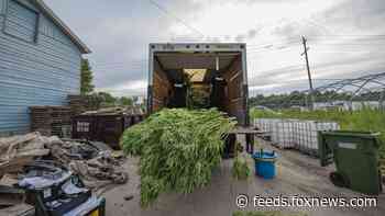 Kangaroos, zebras, weed and more found by Canadian police during drug raid