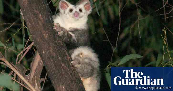 Two new greater glider species discovered: 'Australia’s biodiversity just got a lot richer'