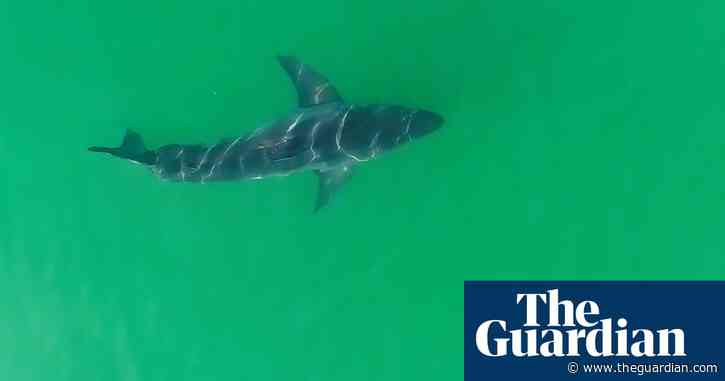 'We're seeing more than ever': white shark populations rise off California coast