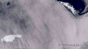 Iceberg floats toward South Georgia, puts wildlife at risk