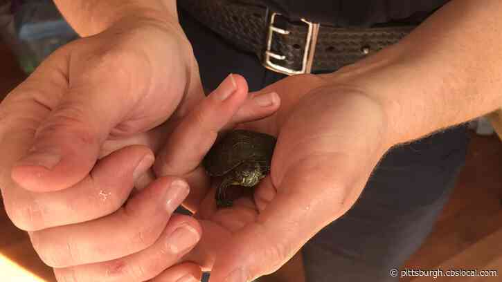 Pittsburgh Police Bust Business For Illegally Selling Turtle Hatchlings