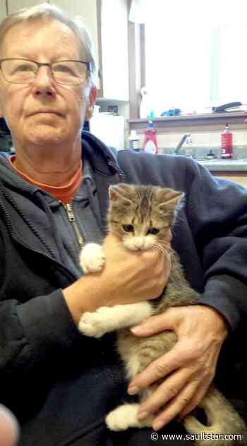 Myllyla was cat trapper