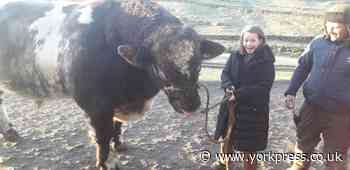 Schoolgirl to feature in All Creatures Great and Small Christmas special