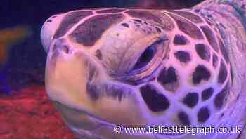 Obese turtle from Manchester put on diet after gaining lockdown pounds