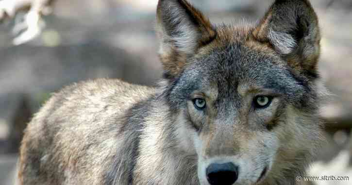Colorado vote could mean wolves on Utah’s doorstep