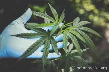 Nebraska Lawmaker Confident Medical Marijuana Initiative Will Succeed In 2022 - NET Nebraska