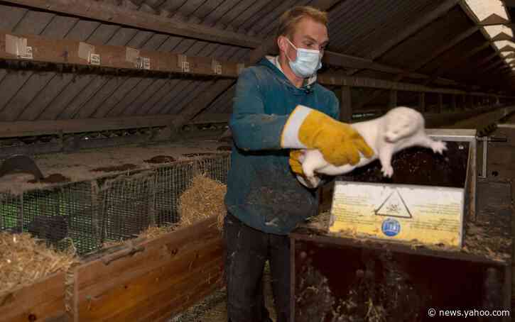 Fears over mutated Covid virus from mink lead to Denmark flight ban