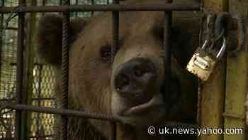 'Teddy' the Macedonian bear is moved to a park in Bulgaria