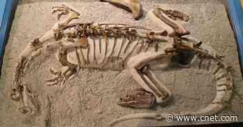 Rare baby dinosaur skeleton shows it looked remarkably like its parents     - CNET