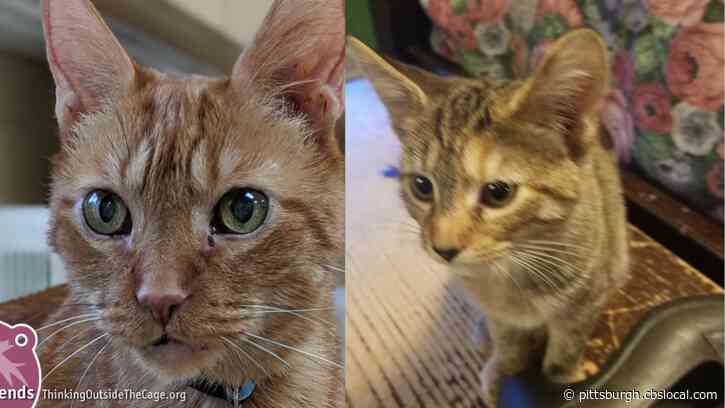 Furry Tails: Sammy & Katie Are Waiting For Forever Homes