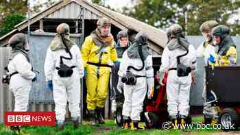 Coronavirus: Denmark imposes lockdowns amid mink covid fears