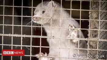 Denmark to cull up to 17 million mink amid coronavirus fears