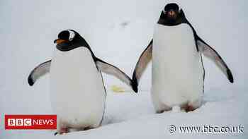 Gentoo penguins are four species, not one