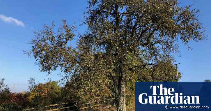 Country diary: a magnificent pear tree ripe with mystery