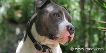 Denver overturns pit bull ban after more than 30 years