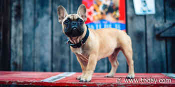 French bulldog named Wilbur elected mayor of Kentucky hamlet