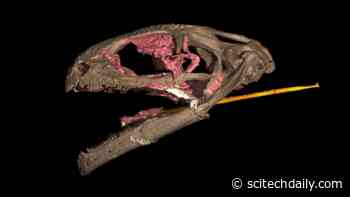 A Fortunate Mistake Leads to Discovery of Bizarre Amphibian With Rapid-Fire Tongue