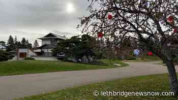 Nikka Yuko plans for socially distanced Winter Light Festival - Lethbridge News Now