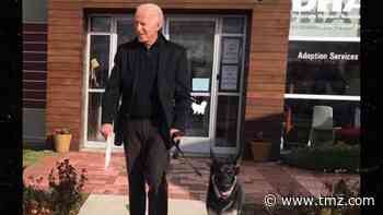 Joe Biden's German Shepherd to Be First Rescue Dog in White House