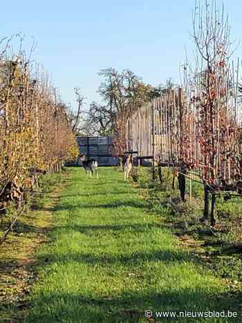 Politie zoekt eigenaar van damherten