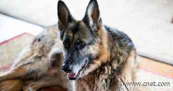 Joe Biden victory means two First Dogs bounding into the White House     - CNET