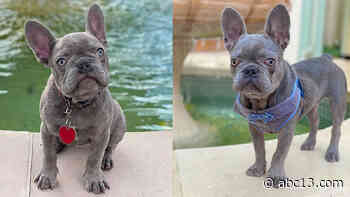 Houston man offer $12K reward to find missing 10-month-old French bulldog, Jocko - KTRK-TV
