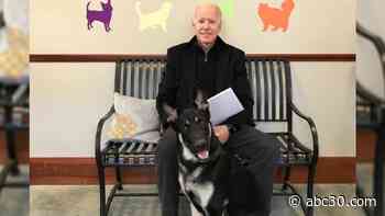 Joe Biden will bring first rescue dog to the White House