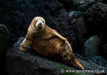 The glory of Yorkshire's coast - in pictures