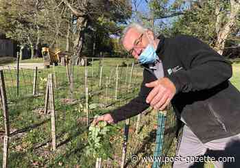The American yellowwood experiment, one year in
