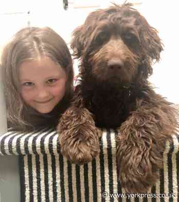 'He likes to dance!' Proud owner Martha, 8, on Labradoodle pup Wilson