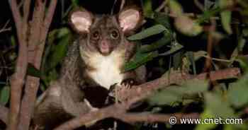 Scientists discover two new mammals in Australia     - CNET