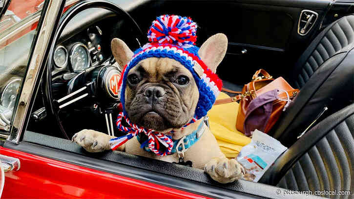Small Town Continues Tradition Of ‘Electing’ Dog As Mayor