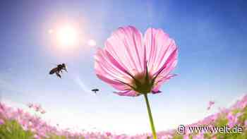 Förderprogramm: So kann die Wirtschaft vom Klimaschutz profitieren - DIE WELT