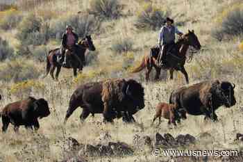 Bison Plan for California's Catalina Island Stirs Debate