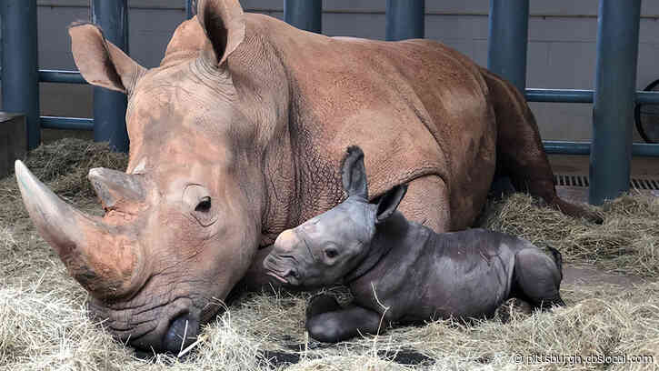 Endangered Rhino Born At Disney’s Animal Kingdom Theme Park