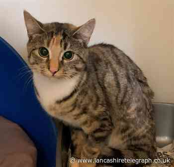 Pets in need. Can you help re-home Cheeky or Titch?