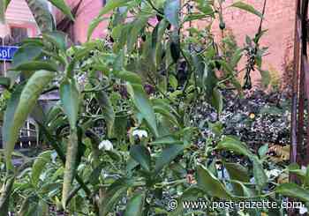 Tearing it all out in autumn, even the hopeful peppers