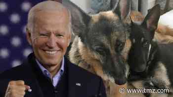 Bidens' Dogs Get Their Own Twitter Account