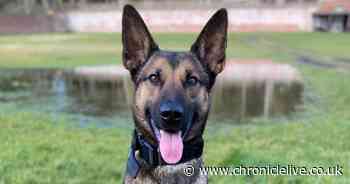 Suspected bike thief arrested after police dog leads officers to his front door