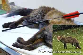 Three foxes shot with crossbow in Greenwich